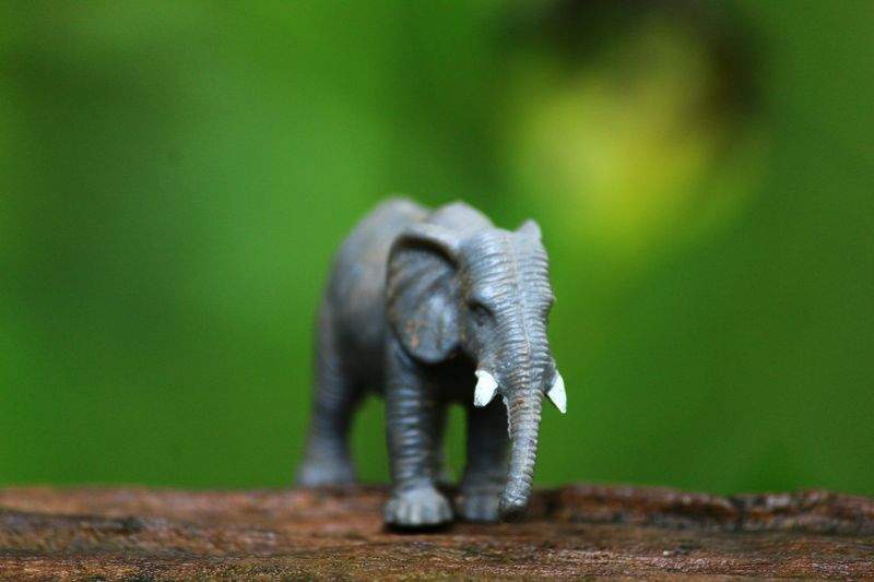 Maple Leaf Academy - Image 15